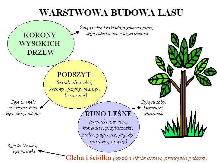 Karty Pracy Środowisko - schemat_budowa_lasu.JPG