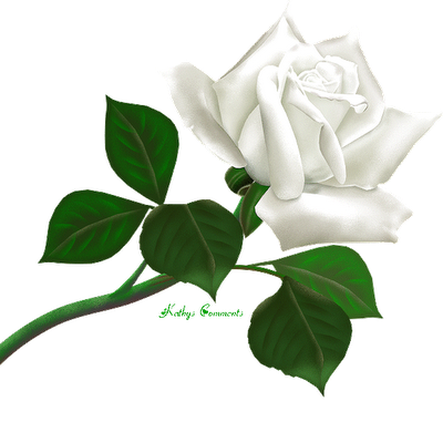 róże  białe - kwiaty15.png
