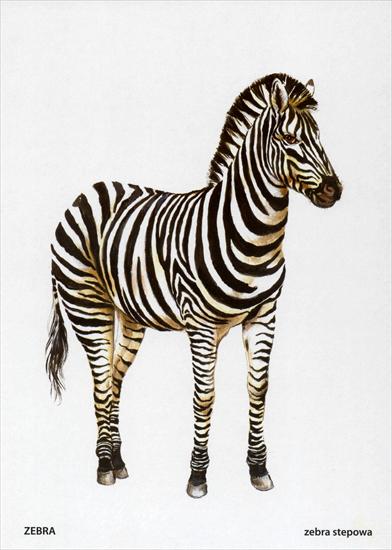 Zwierzęta egzotyczne - zebra.jpg