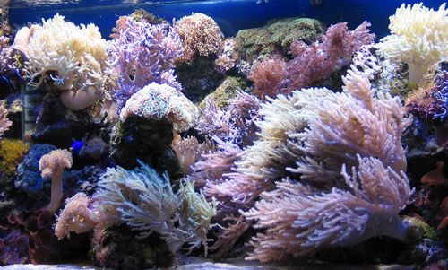 rafa koralowa -  Rafa koralowa6.jpg