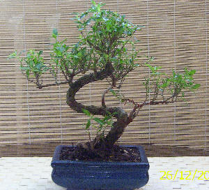 JPG - bonsai 181.jpg