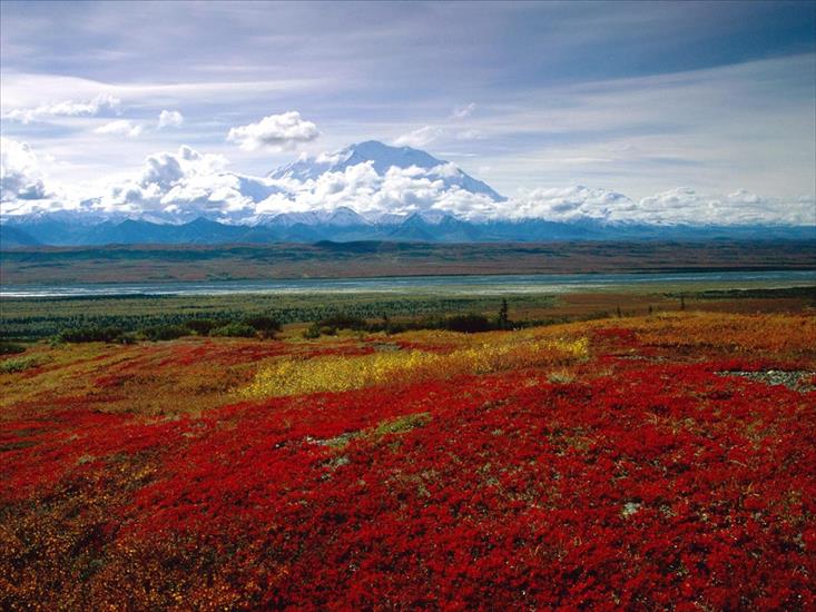National Park USA - Brilliant-Colors-of-Denali-National-Park,-Alaska.jpg