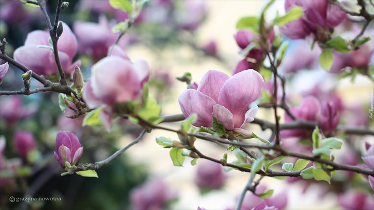 Magnolie  - magnolie.jpg