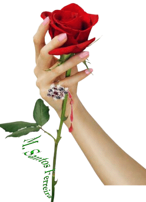 Róża- przepiękny kwiat - r____a1.gif
