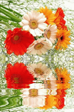 kwiaty odbite w wodzie - 1440x900_High_resolution_flower_art_204261.gif