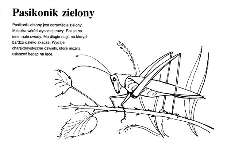 zwierzęta Polski - Pasikonik zielony0001.tif