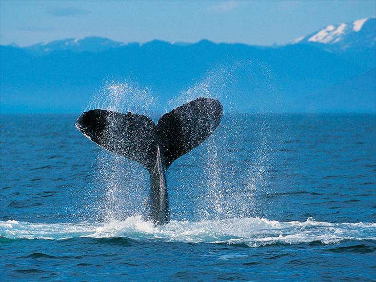 Galeria - Humpback Whale.jpg