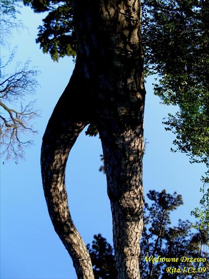 Seksowna przyroda - IS_Wędrujące drzewo.jpg
