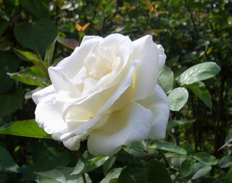 Galeria - Róża biała.jpg